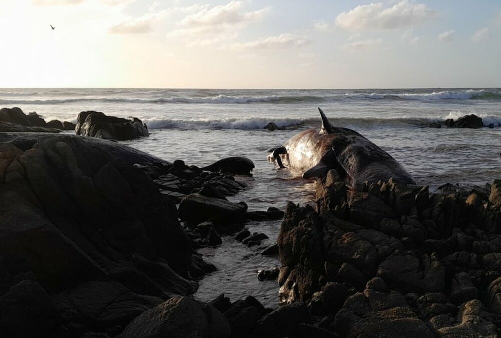 В Австралии на берег выбросилось более десяти кашалотов