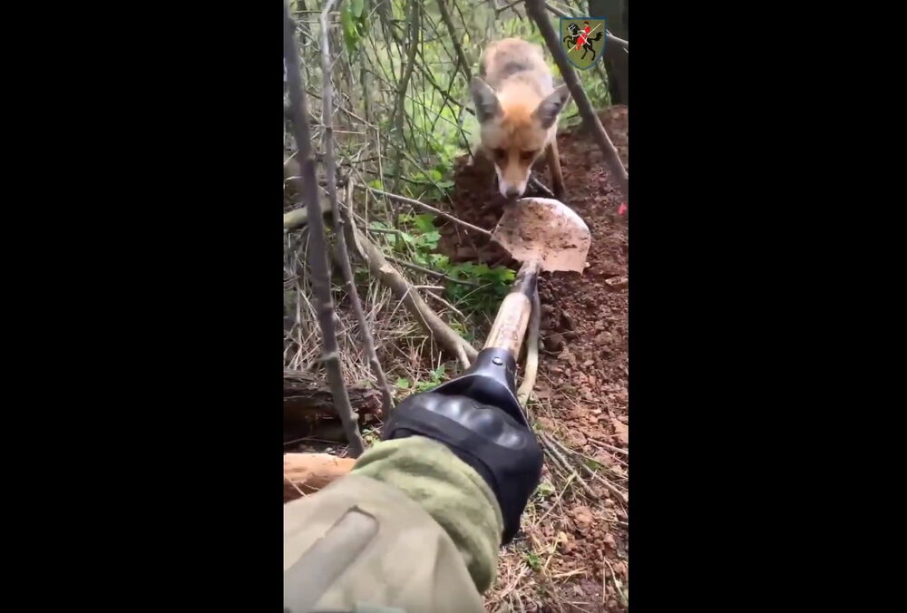 Лисиця намагалася ”віджати” лопату у бійця ЗСУ (кумедне відео)
