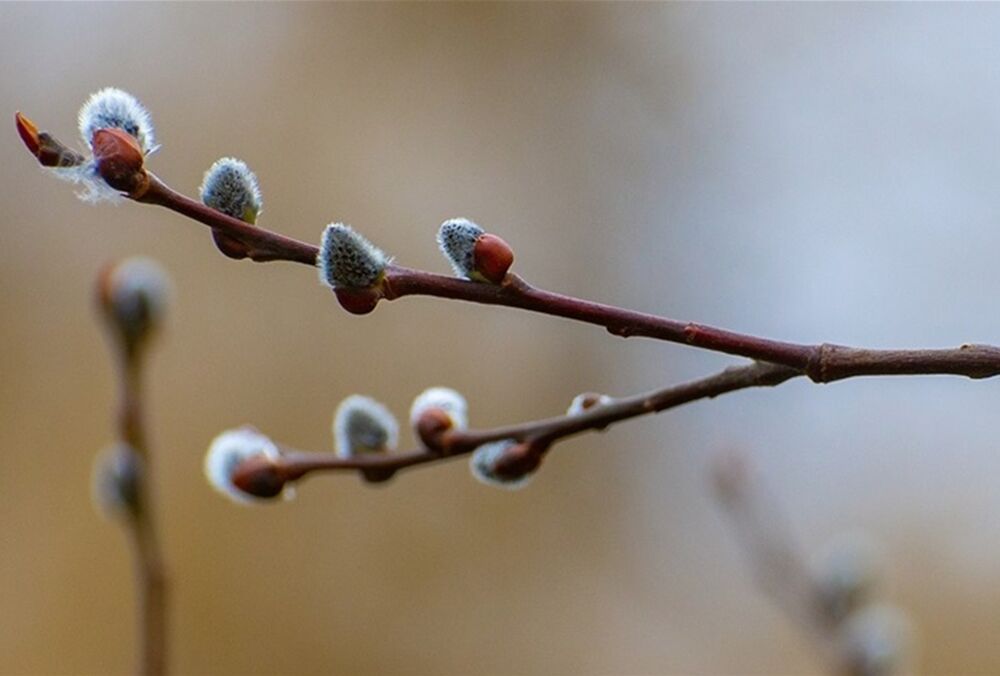 Погода в Україні: синоптики прогнозують дощі