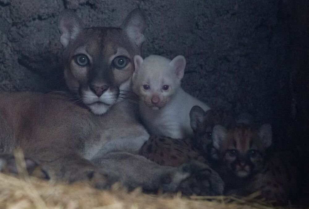 У зоопарку Нікарагуа пума народила унікальне дитинча: фото