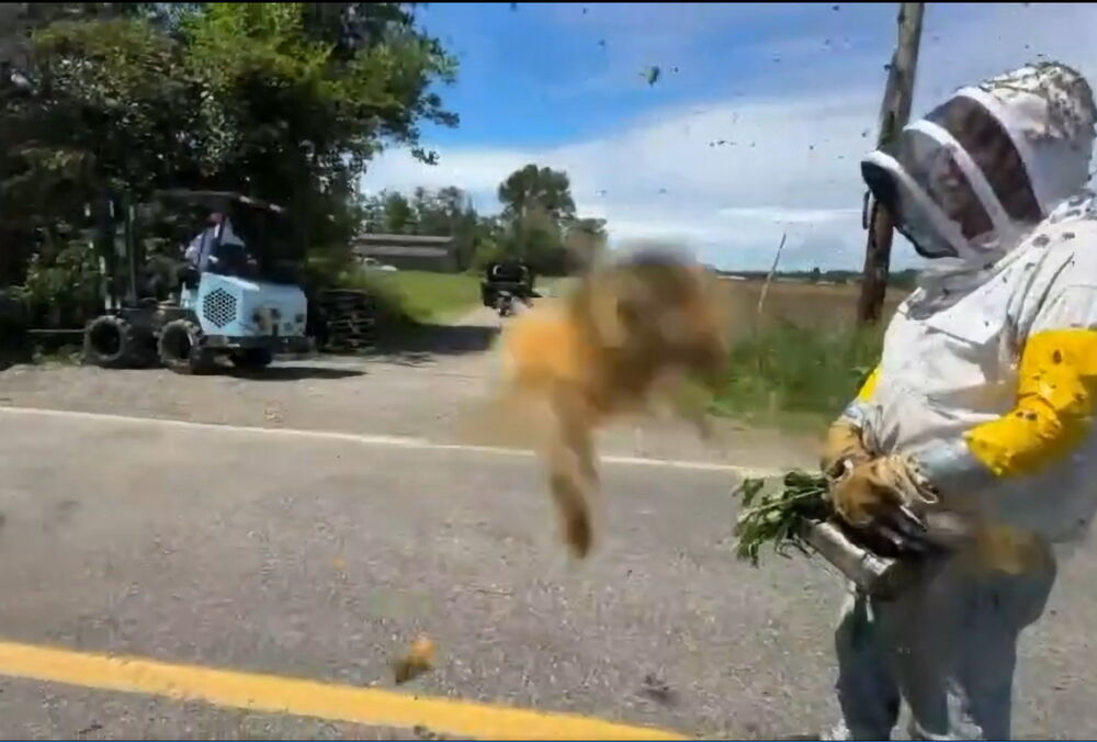 В США перевернулась фура с 250 миллионами пчел