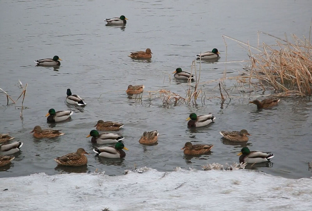 До Києва йде потепління: синоптики назвали точну дату