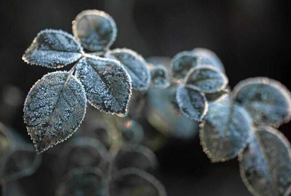 Синоптик спрогнозировал, когда в Украине начнутся первые заморозки