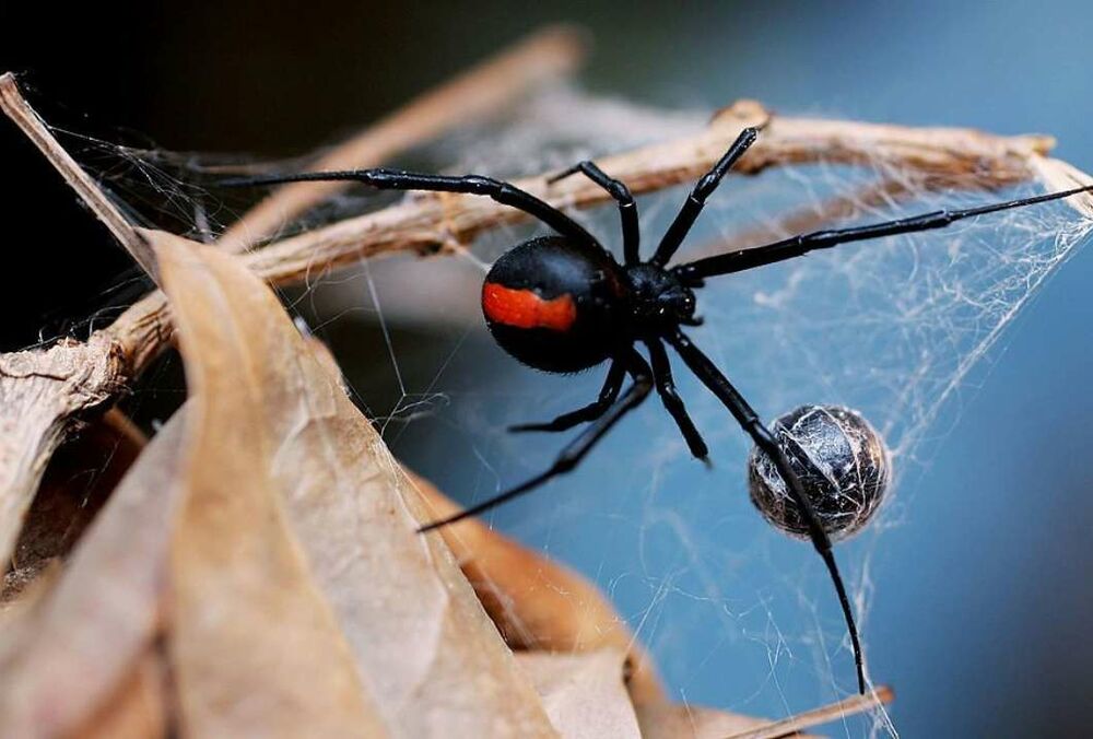 У МОЗ спростували російський фейк про нашестя отруйних павуків в Україні