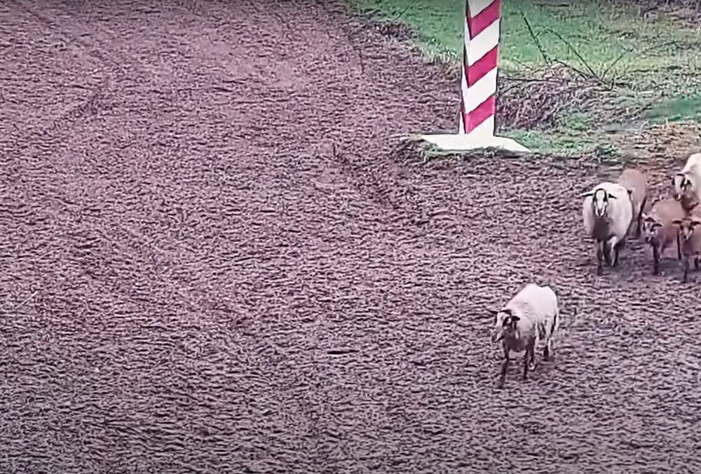 Польских пограничников подняли по тревоге овцы, которые ушли пастись в Украину: забавное видео