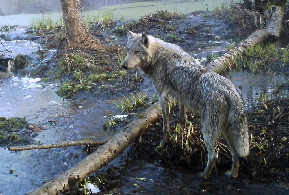 Чорнобильські вовки-мутанти могли розвинути стійкість до раку, - вчені