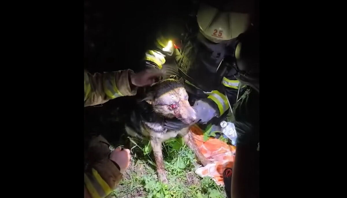 ДСНС показала зворушливі кадри порятунку собаки після обстрілу Харкова