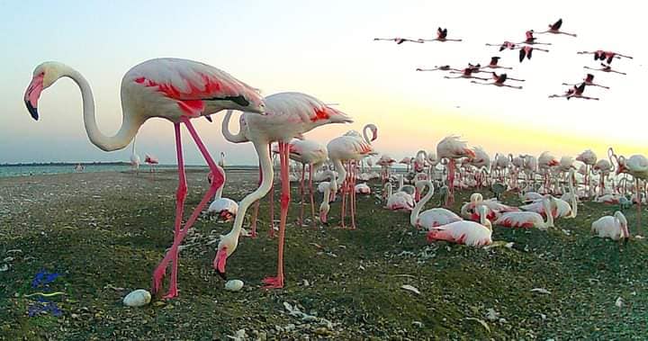 В Одесской области розовые фламинго впервые массово вывели птенцов: фото — фото