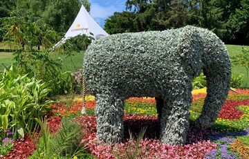 Дикі тварини у центрі Києва: в столичному парку стартувала літня виставка квітів