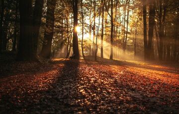 Синоптик рассказала о первом бабьем лете в Украине 