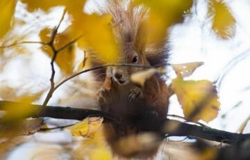 Прогноз погоди: синоптики обіцяють сонце та дощі