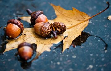 Україна опинилася у полоні дощів: прогноз погоди