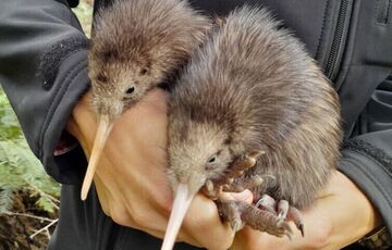 В столице Новой Зеландии родились птицы киви - впервые за 150 лет