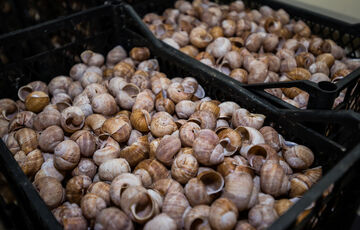 Україна стала найбільшим експортером равликів і нішевих продуктів до Великобританії Україна стала найбільшим експортером равликів і нішевих продуктів до Великобританії