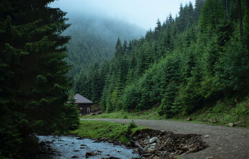 За последние 20 лет в украинских Карпатах вырубили около 10% всего лесного покрова