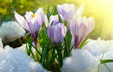 Погода в березні: коли в Україні чекати весняного тепла