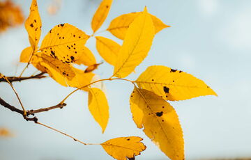 В Украину идет потепление до 17 градусов: синоптик озвучила даты