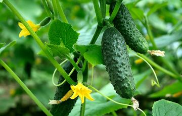 В Україні різко подорожчали огірки: чому