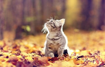 Прогноз погоди: де сьогодні похолодає ще сильніше