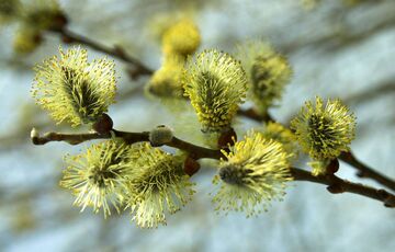 Теплий прогноз: яким буде останній день березня