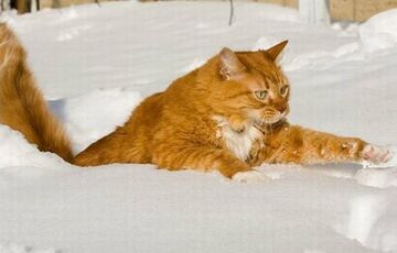 Температура падає: де в Україні сьогодні похолодає найсильніше