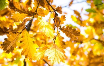 Укргидрометцентр предупредил о вероятности первого снега в октябре