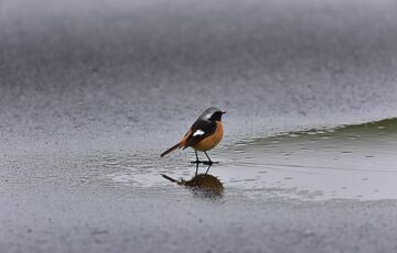 Синоптики обіцяють сильні опади: прогноз погоди в Україні
