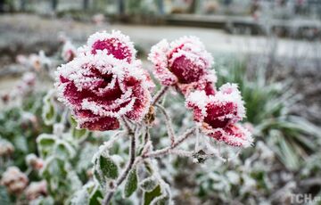 В Киеве и области до 2 мая ожидаются сильные заморозки