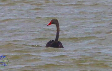 В ”Тузловских лиманах” заметили черного лебедя - птица могла прилететь из Херсонской области