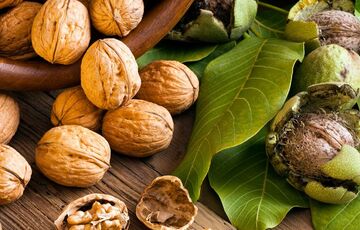 Крепкий орешек: интересные факты о грецких орехах Крепкий орешек: интересные факты о грецких орехах