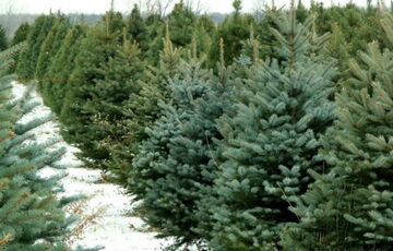 В Киеве 4 декабря стартует официальная продажа новогодних елок