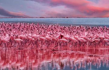 Дивовижні рожеві фламінго прилетіли до Одеської області: фото