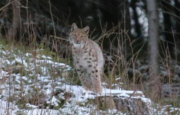 ФОТОФАКТ: в Карпатах заметили очень редкое животное