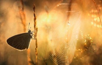 В Україну прийшло бабине літо: де сьогодні буде найтепліше