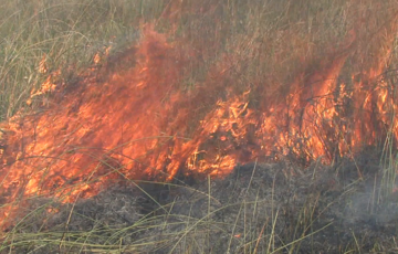 На Одещині живцем згоріла жінка, яка спалювала торішнє листя На Одещині живцем згоріла жінка, яка спалювала торішнє листя
