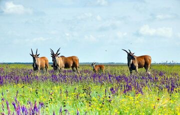 Окупанти привезли свого ”директора” до заповідника ”Асканія-Нова” та перереєстрували його в РФ