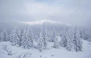 Карпаты засыпает снегом, ударили морозы: фото