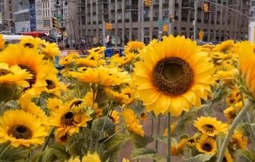 На одной из площадей Нью-Йорка установили инсталляцию в поддержку Украины : ВИДЕО На одной из площадей Нью-Йорка установили инсталляцию в поддержку Украины : ВИДЕО