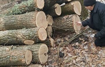 Украинец вырубил 10 дубов и теперь ему грозит тюрьма