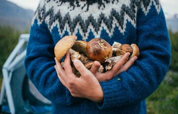 Як правильно збирати гриби: рекомендації МВС