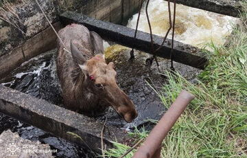 В Черниговской области спасатели помогли лосю, который попал в водный капкан: фото