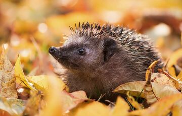 Холод або тепло: чого чекати від другого місяця осені