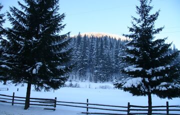 Жертвы Нового года: как будут охранять от браконьеров карпатские елки