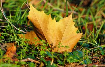 Погода в Україні: де сьогодні потеплішає