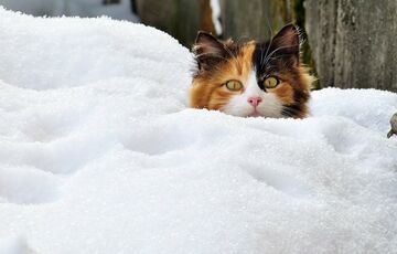 Прогноз погоди: де в Україні піде сніг