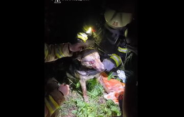 ГСЧС показала трогательные кадры спасения собаки после обстрела Харькова