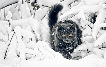 Погода в Україні: коли вщухнуть снігопади