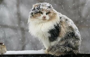 Погода в Україні: де чекати снігу