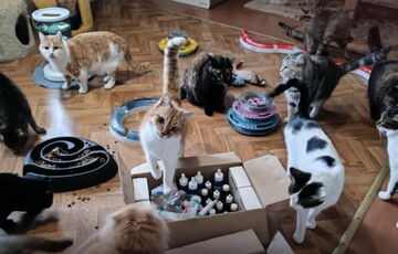 Склад гуманітарного корму для тварин із притулків знищено під час обстрілу Київської області