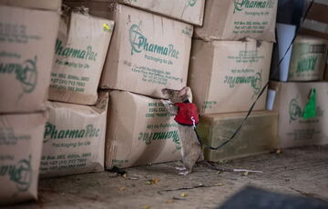 В Танзании гигантских крыс стали использовать для поиска контрабанды